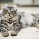 American Curl Cat: Complete Guide to Personality, Care, Price & More