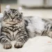 American Curl Cat