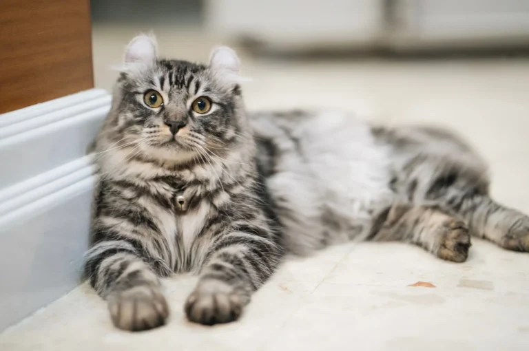 American Curl Cat
