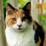 Calico Cat Names: 300+ Cute, Unique & Beautiful Name Ideas