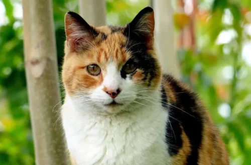 calico cat names