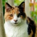 calico cat names