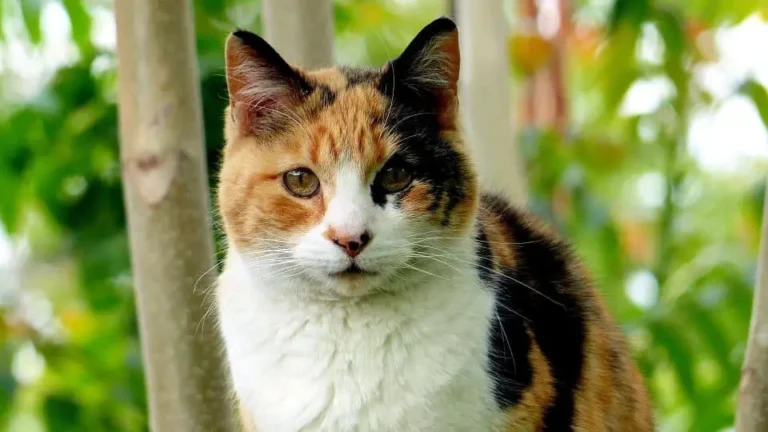 calico cat names