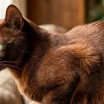 Havana Brown Cat: Complete Guide to Personality, Care, Price & More
