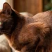 Havana Brown Cat