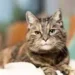 tortoiseshell cat