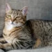 grey tabby cat