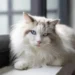 white cat names