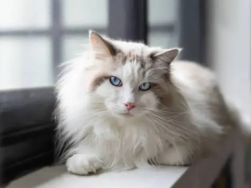 white cat names
