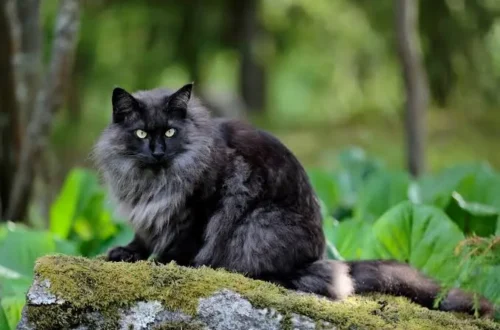 fluffy black cat