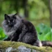 fluffy black cat