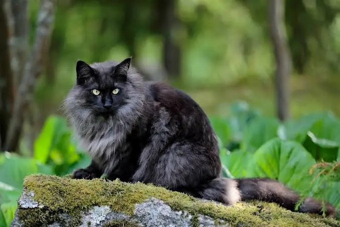 fluffy black cat