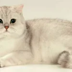 British Shorthair: Complete Guide to the British Shorthair Cat