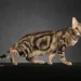 sokoke cat