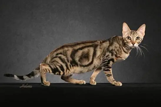 sokoke cat