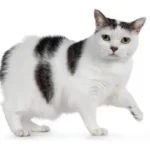 Manx Cat: Complete Guide to Personality, Care, Price & More