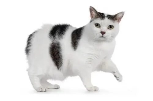 Manx Cat