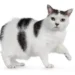Manx Cat
