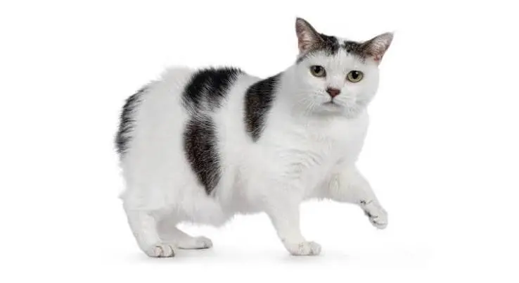 Manx Cat