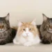 maine coon cat