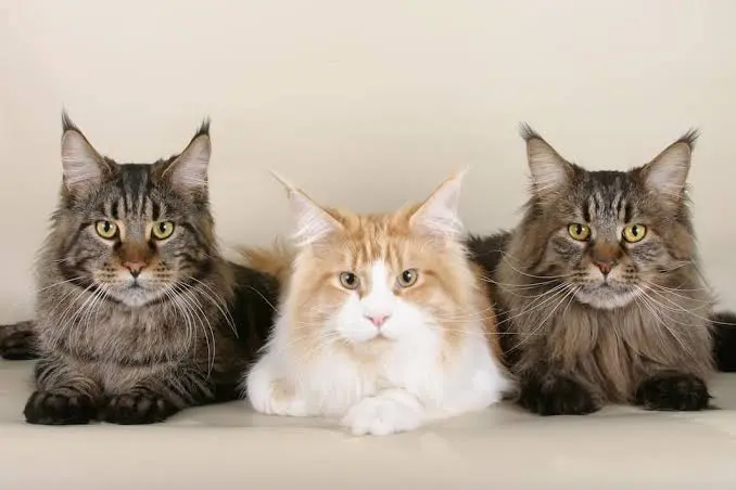 maine coon cat
