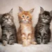 maine coon cat price