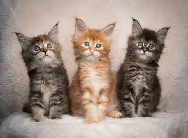 maine coon cat price