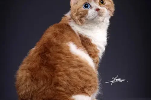Selkirk Rex Cat