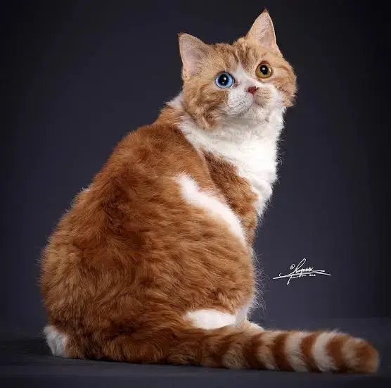 Selkirk Rex Cat