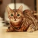 bengal cat price