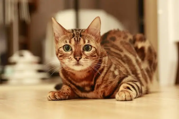 bengal cat price