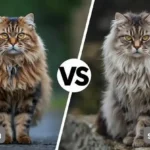 Siberian Cat vs Maine Coon: Complete Breed Comparison