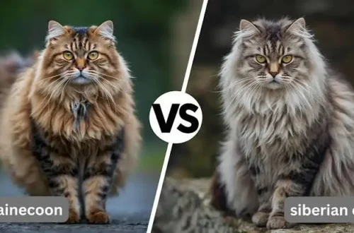 Siberian Cat vs Maine Coon