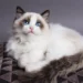 ragdoll cat price