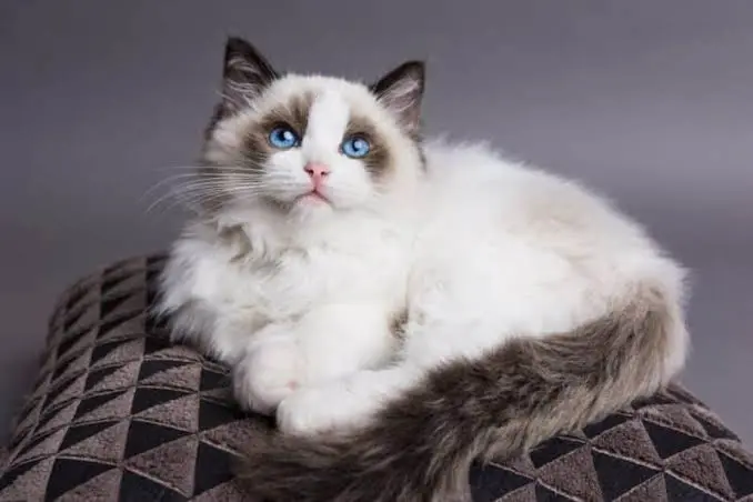 ragdoll cat price