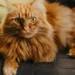 orange cat breeds