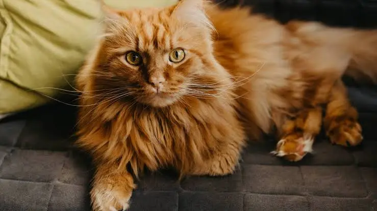 orange cat breeds
