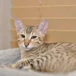 Savannah Cat: Complete Guide to Personality, Care, Price & More