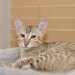 Savannah Cat