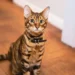 siamese cat price
