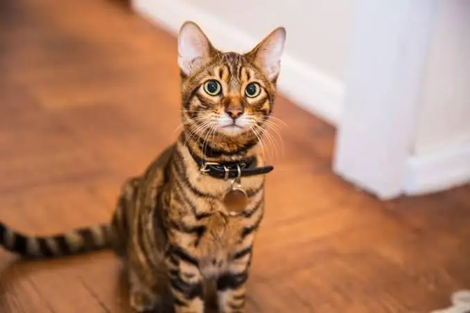 siamese cat price