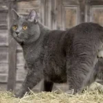 Chartreux Cat: Complete Guide to Personality, Care, Price & More