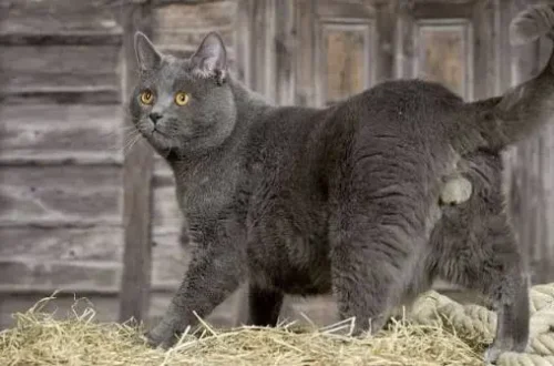 Chartreux Cat