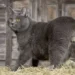 Chartreux Cat