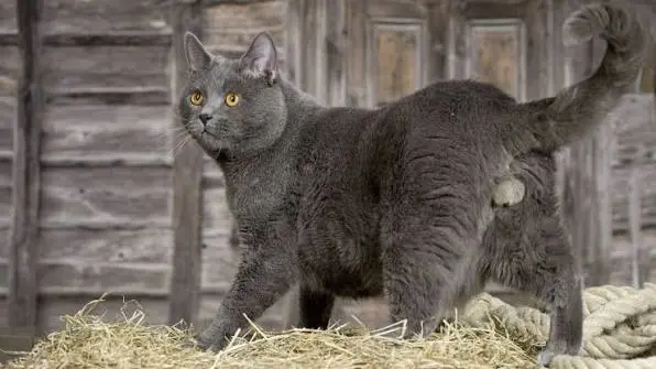 Chartreux Cat