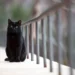 black cat names
