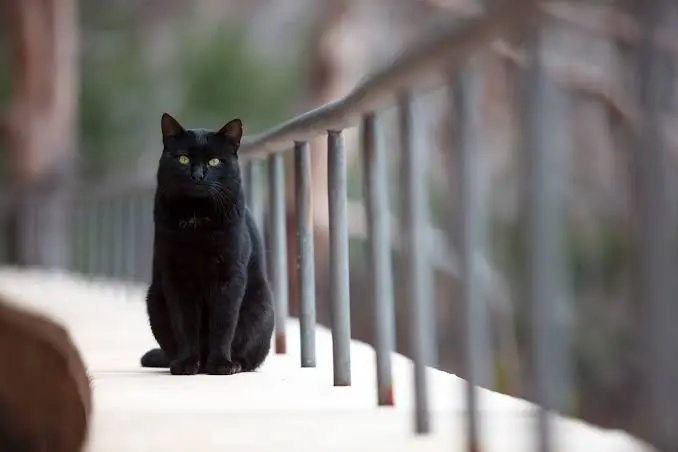 black cat names