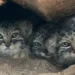 pallas cat