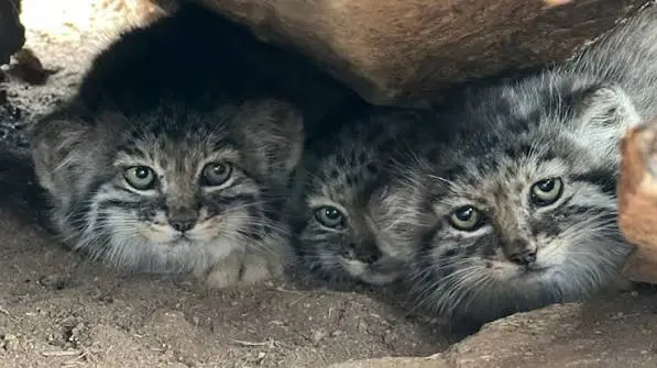 pallas cat