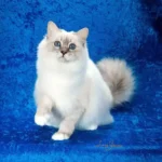 Birman Cat: Complete Guide to Personality, Care, Price & More